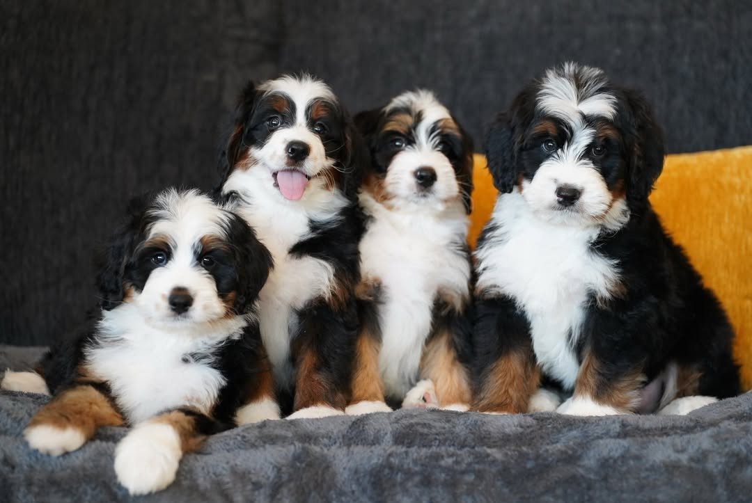 Adorable Bernedoodle Puppies
