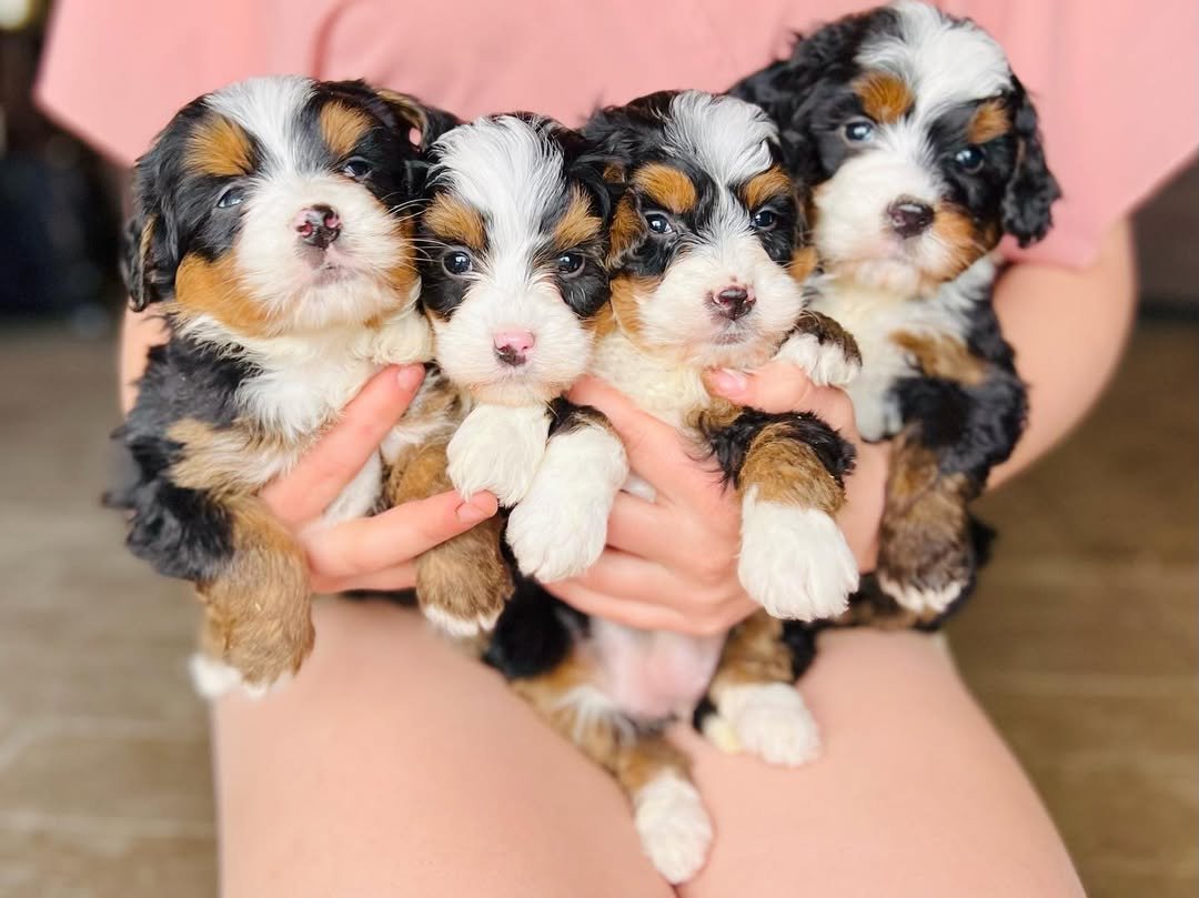 Adorable Standard Bernedoodle puppies