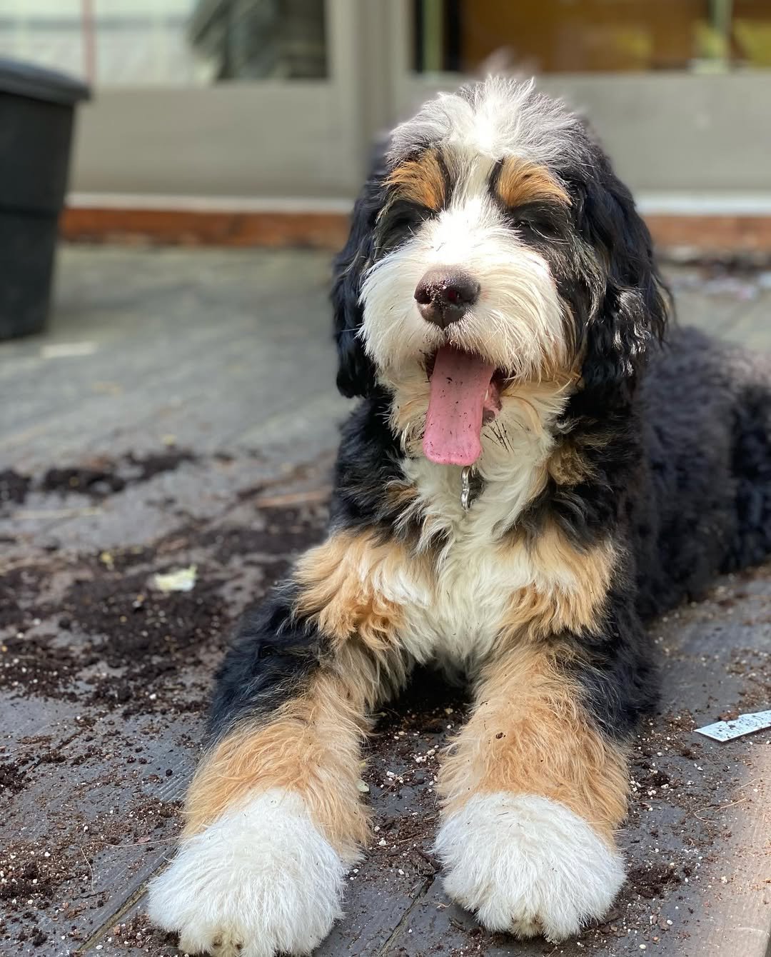 Bernedoodle puppy playing