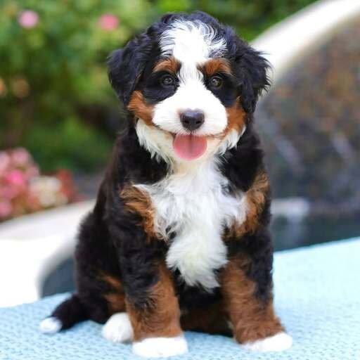 Puppy training session