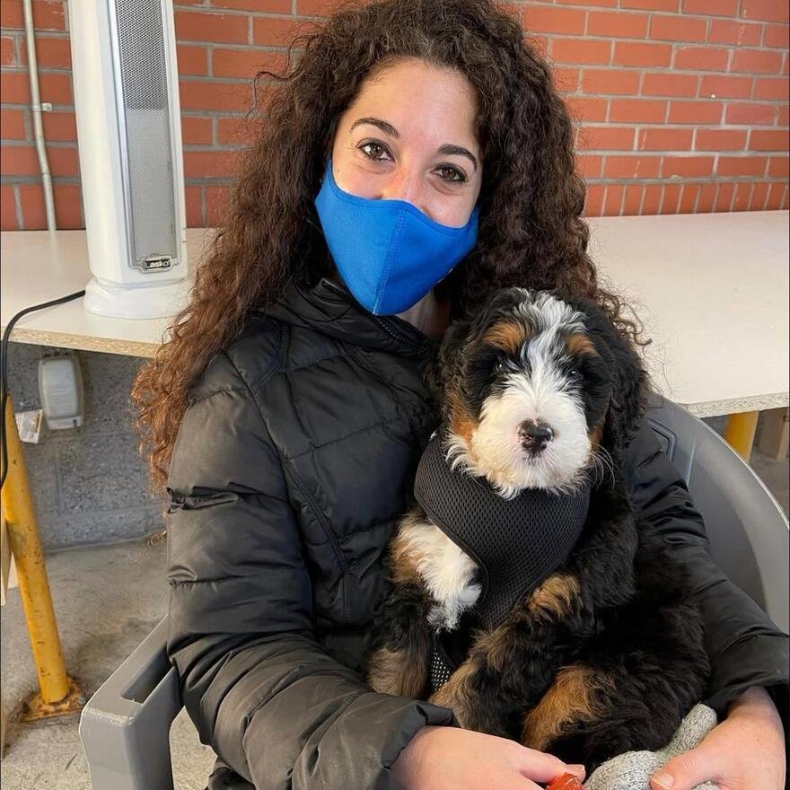 Bernedoodle getting groomed