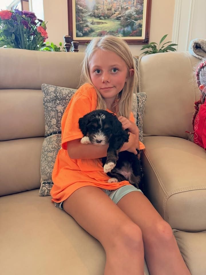 Best bernedoodle puppies for sale